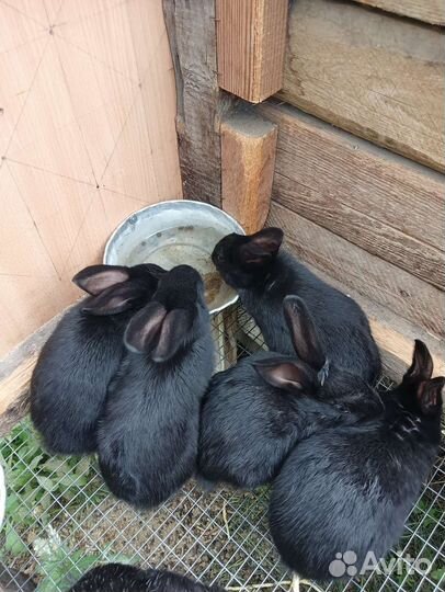 Кролики Палтавцы