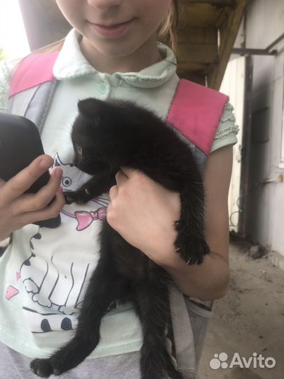 Котята мальчики 1,5 месяца