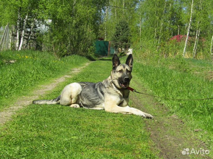 Восточно европейская овчарка в добрые руки