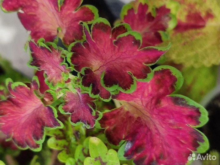 Колеусы укорененные