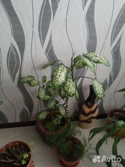 Диффенбахия