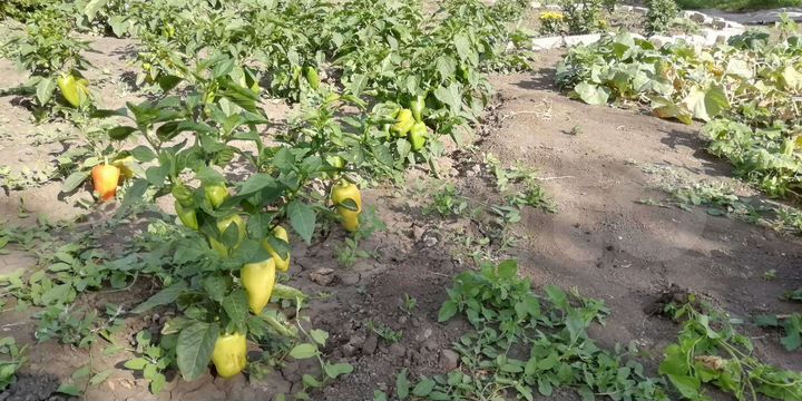 Участок 25 сот. (ИЖС)