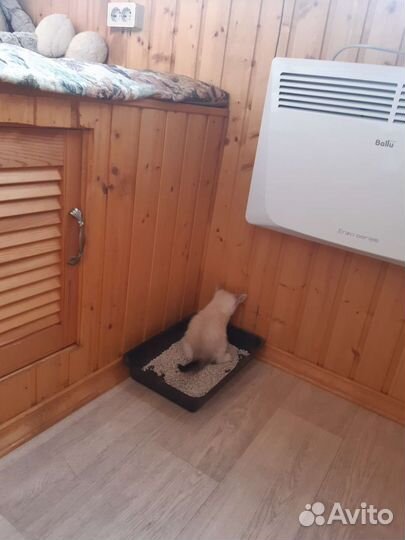 Котенок девочка 2 месяца