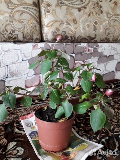 Бальзамин ванька мокрый