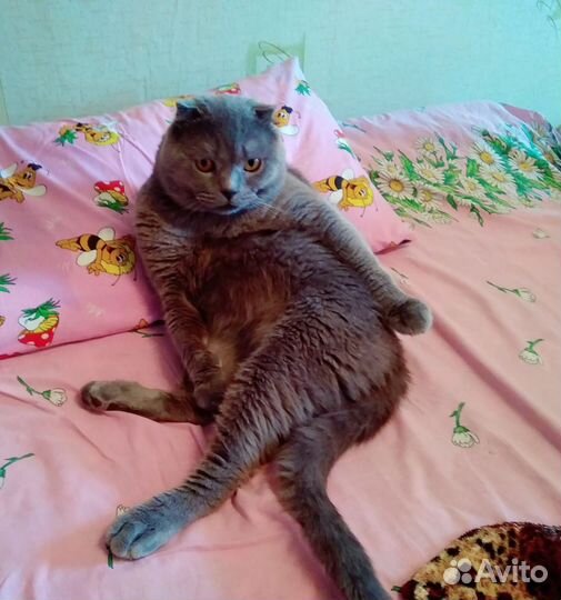 Отдам бесплатно