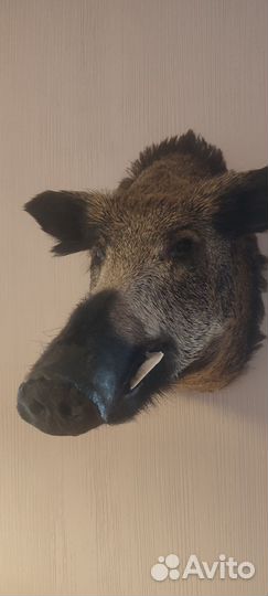 Чучело кабана