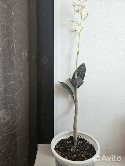 Орхидея лудизия