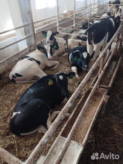 Бычки мясные