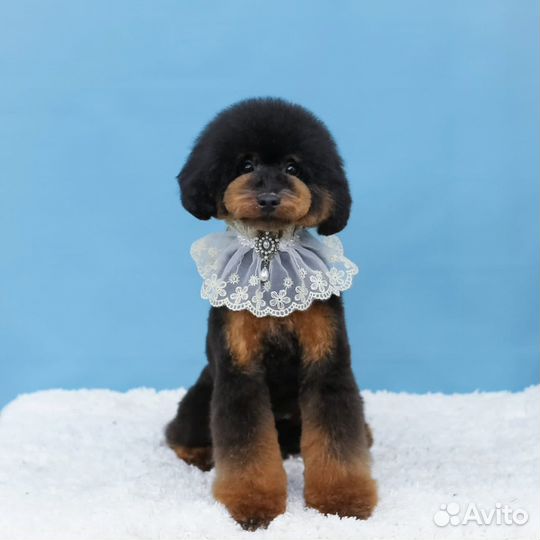 Той Пудель редкие и красивые окрасы