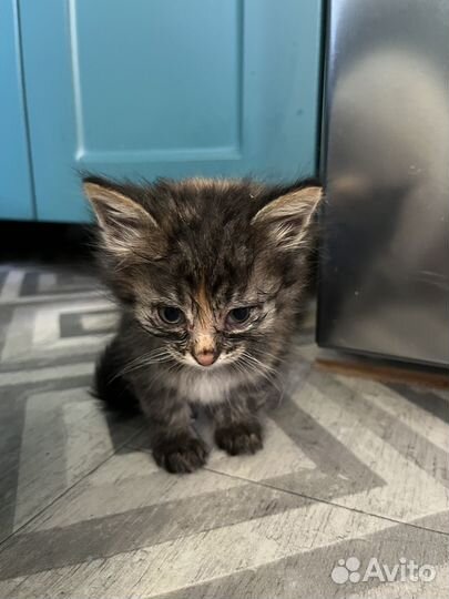 Котята в добрые руки бесплатно коты