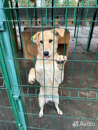 Метис лабладора, выкинули. Ласковая, Здоровая