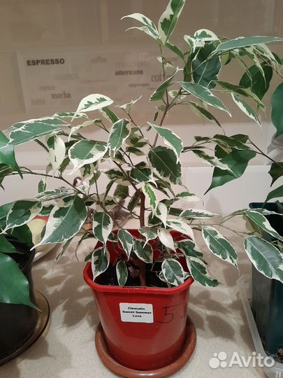 Фикус бенджамина 600,толстянка 400,шефлера 900