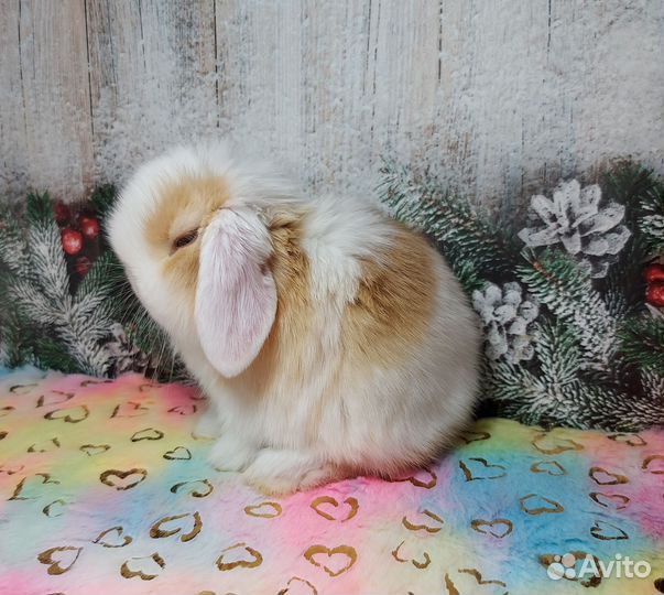 Minilop самка
