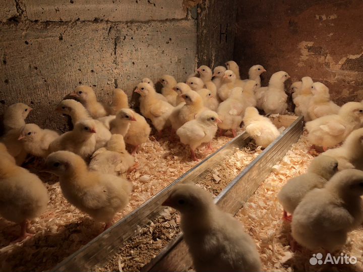 Цыпленок бройлера