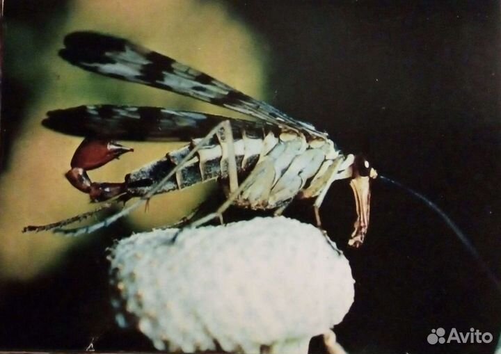 Набор открыток 