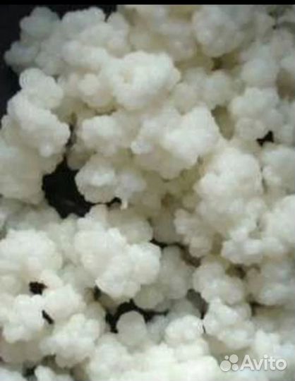 Тибетский молочный гриб