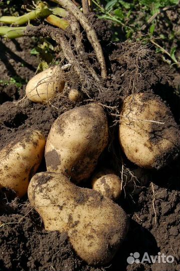 Семянной картофель