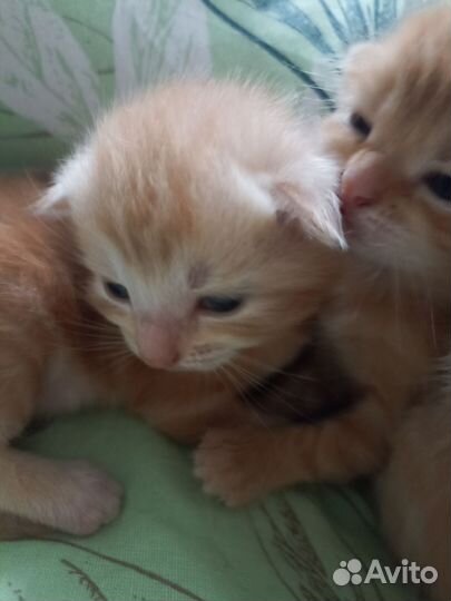 Котики бесплатно в добрые руки