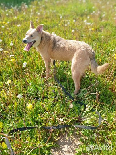 Девочка собака отдам