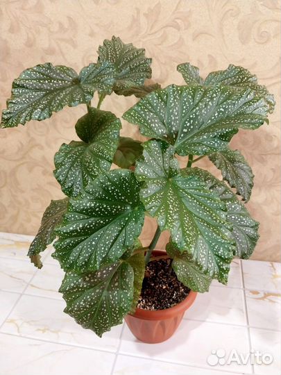 Бегония коралловая и диффенбахия