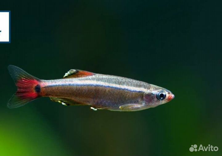 Аквариумные рыбки