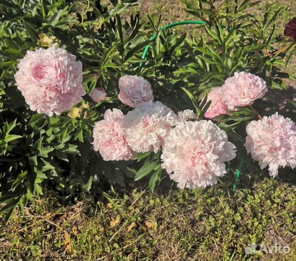 Продам саженцы сортовых пионов