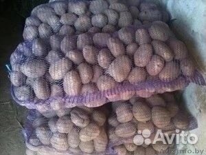 Картофель оптом