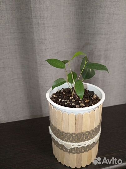 Фикус бенджамина