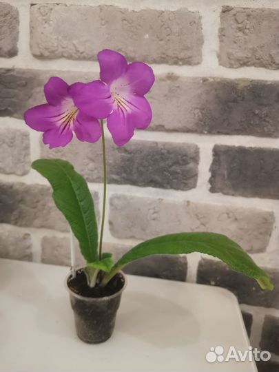 Стрептокарпус