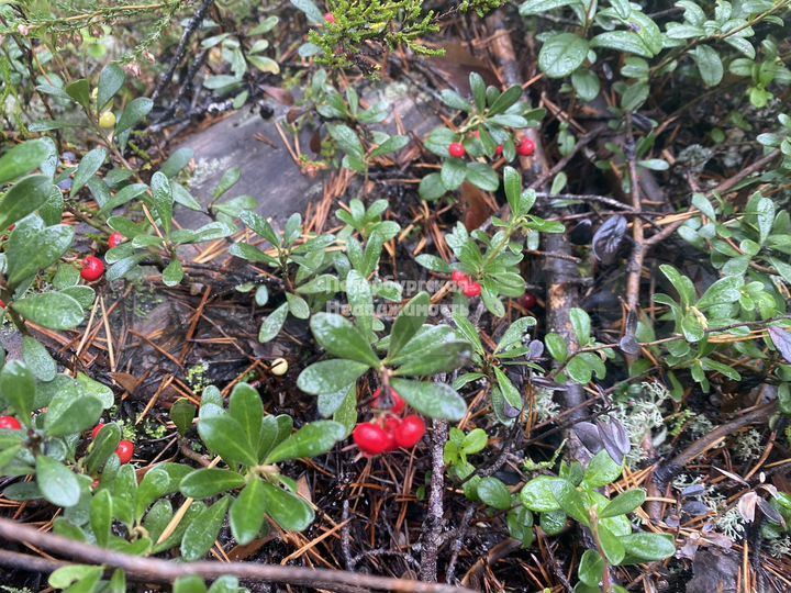 Коттедж 107,9 м² на участке 10 сот.