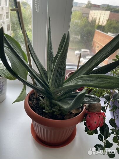 Суккулент гастерия