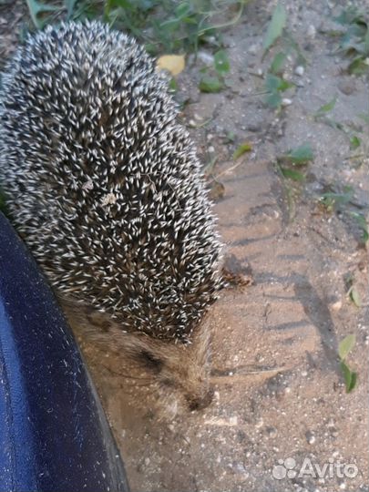 Покос травы