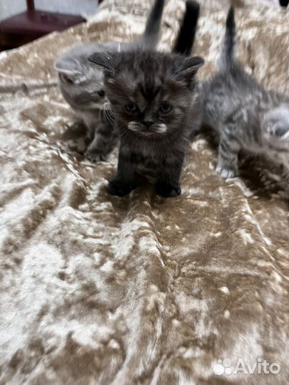 Шотландский котенок мальчик