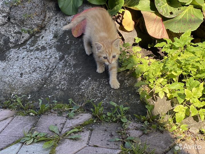 Котята курильский бобтейл