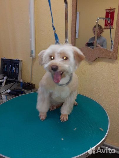 Метис болонки в добрые руки