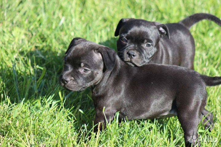 Щенки стаффордширского бультерьера