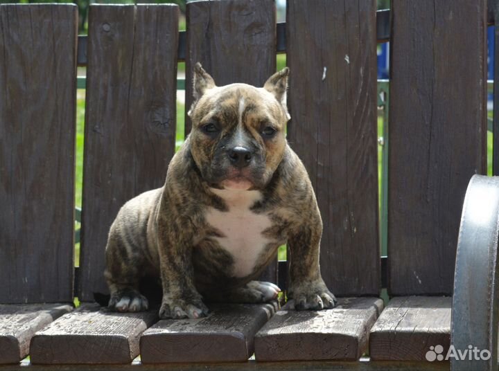 Булли девочка