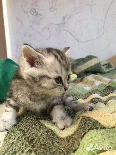 Шотландские котята