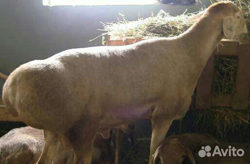 Ярочки, баранчики, овцы, эдельбаевской породы