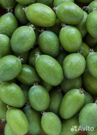 Саженцы Киви, фейхоа,кудрания,мушмула