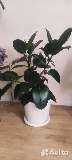 Фикус из 7 веток в дорогом грунте (1,5-2 г.)