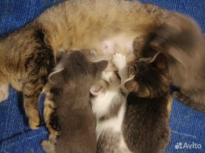 Кошки в добрые руки бесплатно