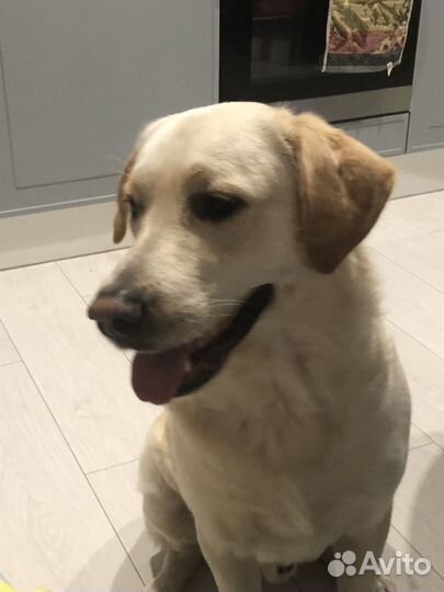 Кобель лабрадора вязка