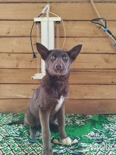 Щенок в добрые руки