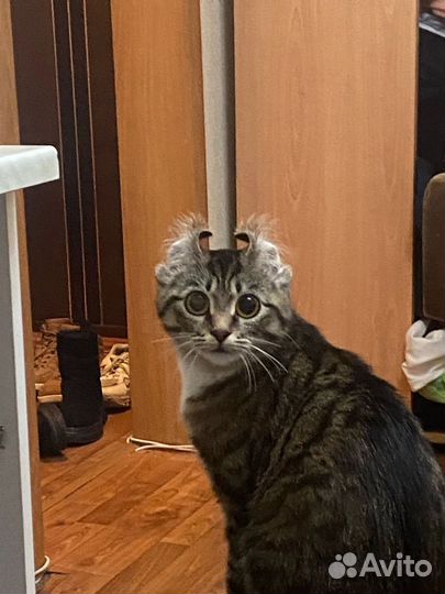Кошка