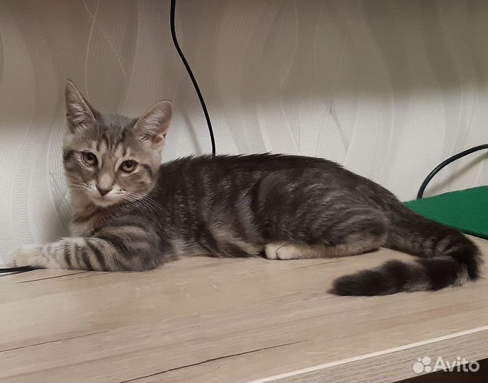 Отдам в хорошие руки котенка