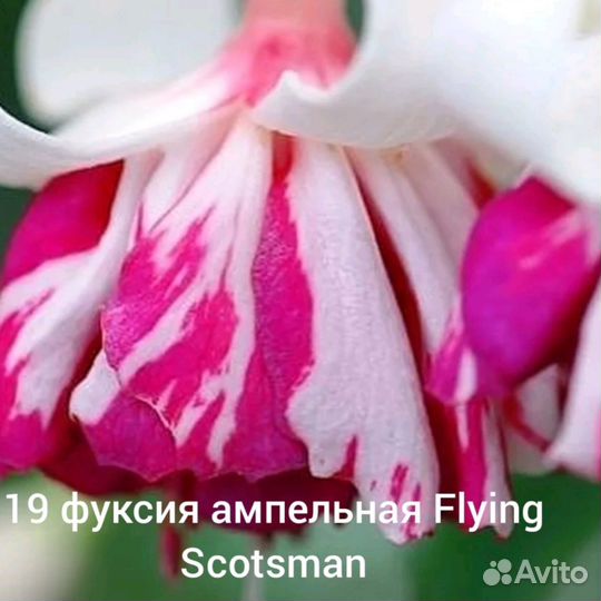 Фуксия