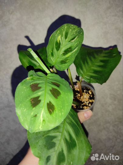 Портулакария Афра вариегатная