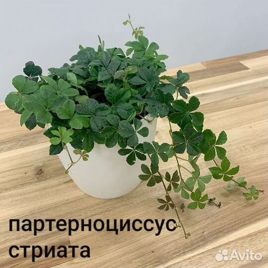 Ампельные растения. пеллиония, хедера(плющ)