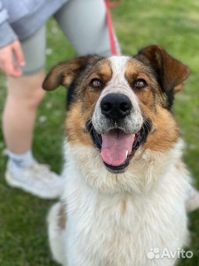 Собака в добрые руки